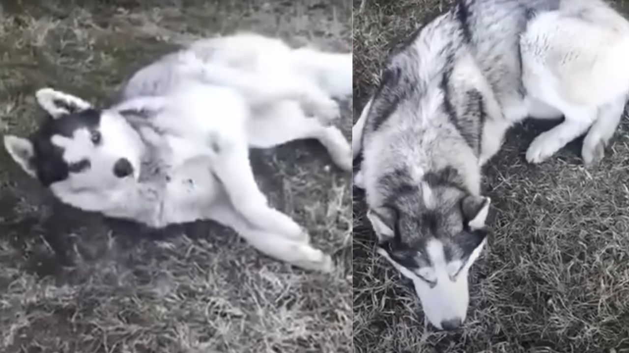 Cagnolone triste dopo essere stato abbandonato