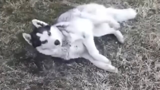 Confuso, il cane ha ancora cercato di inseguire l’auto dopo essere stato miseramente abbandonato – Video