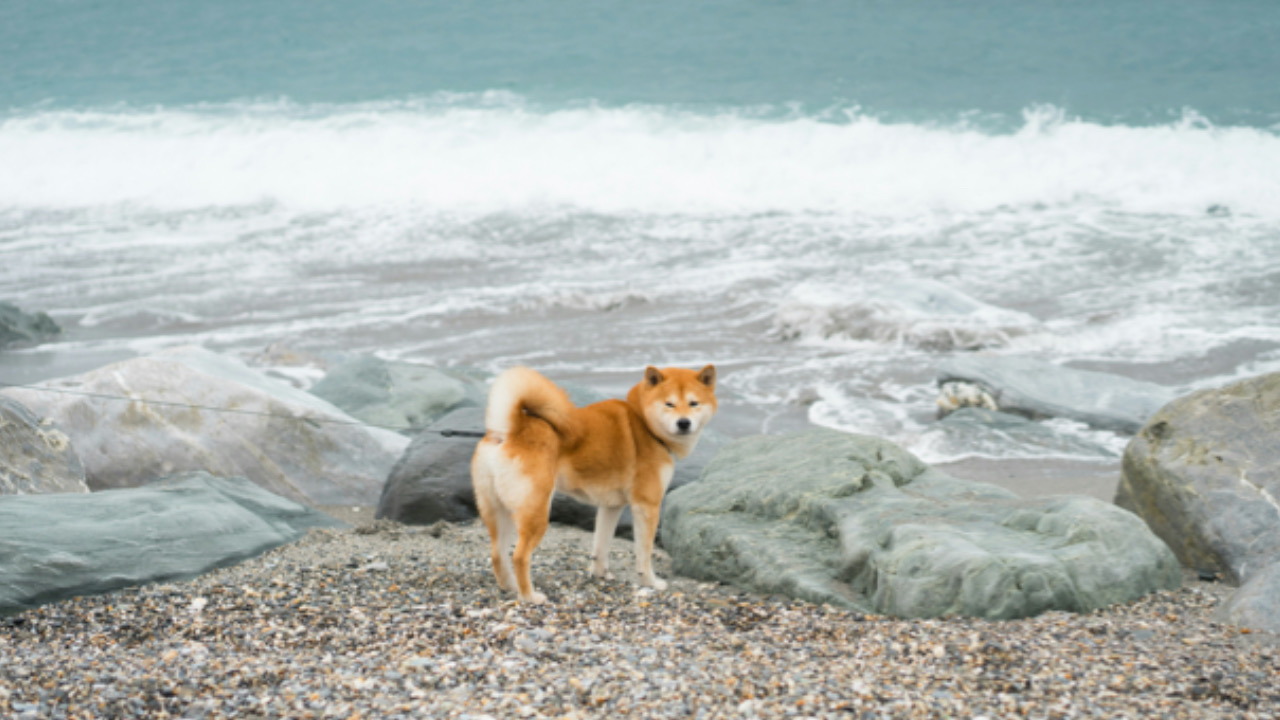 Cane vicino l’acqua