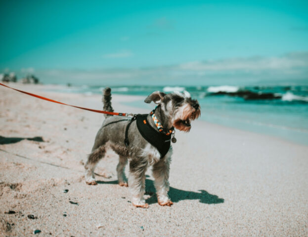 Dobbiamo preoccuparci se per caso il nostro cane beve l’acqua del mare?