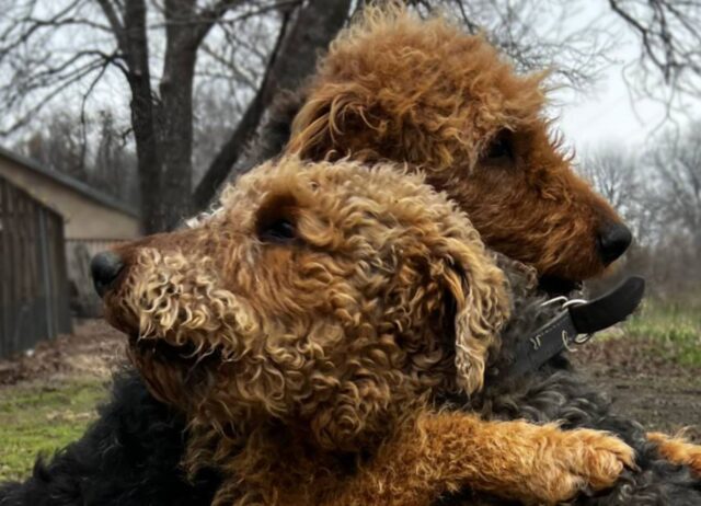 Dopo un lungo passato di trascuratezza questo duo di Airedale ha finalmente il suo lieto fine