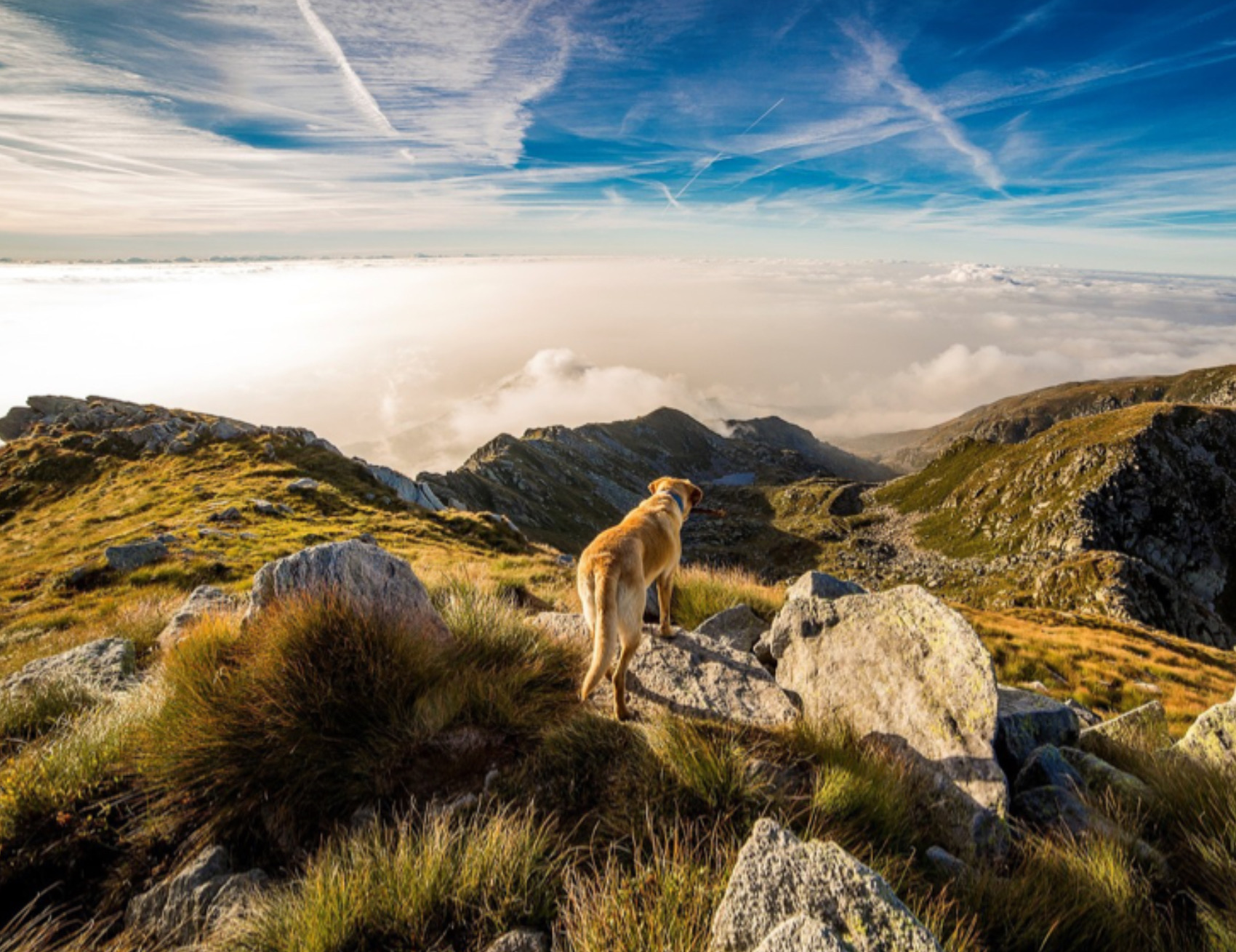 Cane in montagna