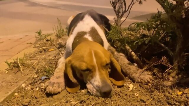 Esausta per via delle ferite, la cagnolina si è arrangiata finché ha potuto tentando di sopravvivere – Video