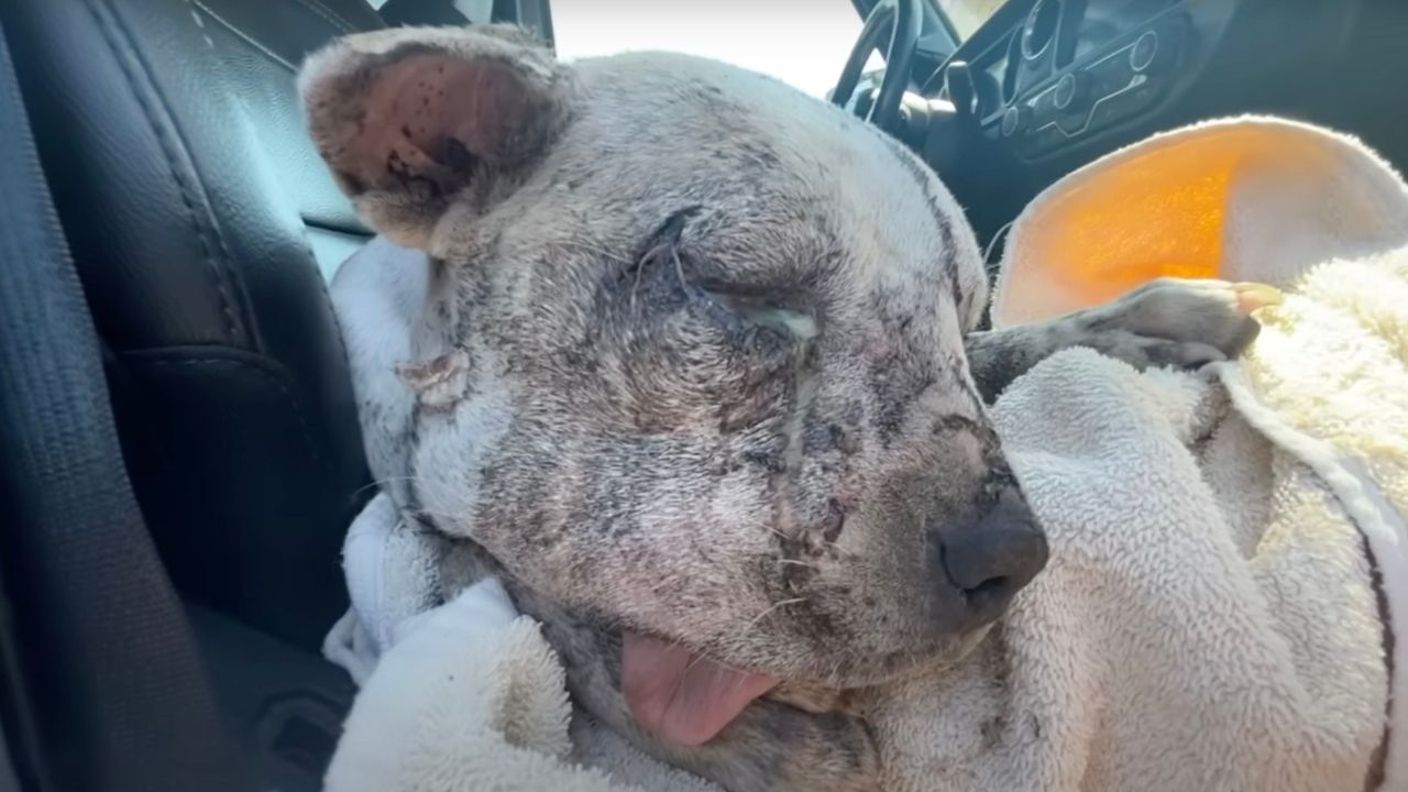 Cagnolina in auto