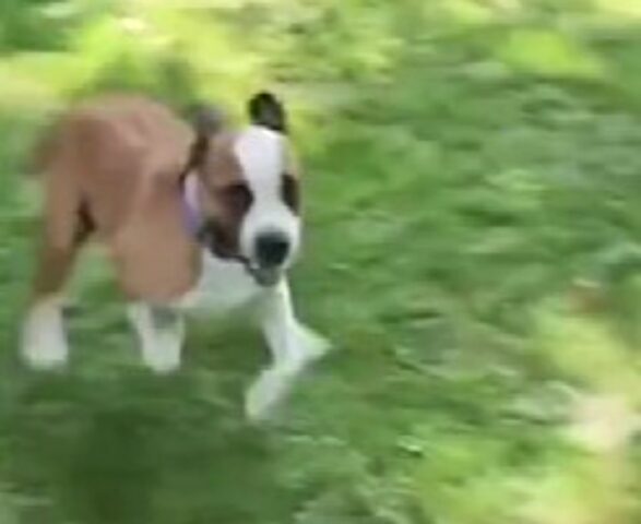 Il cane appena adottato reagisce così alla vista del giardino dei suoi sogni