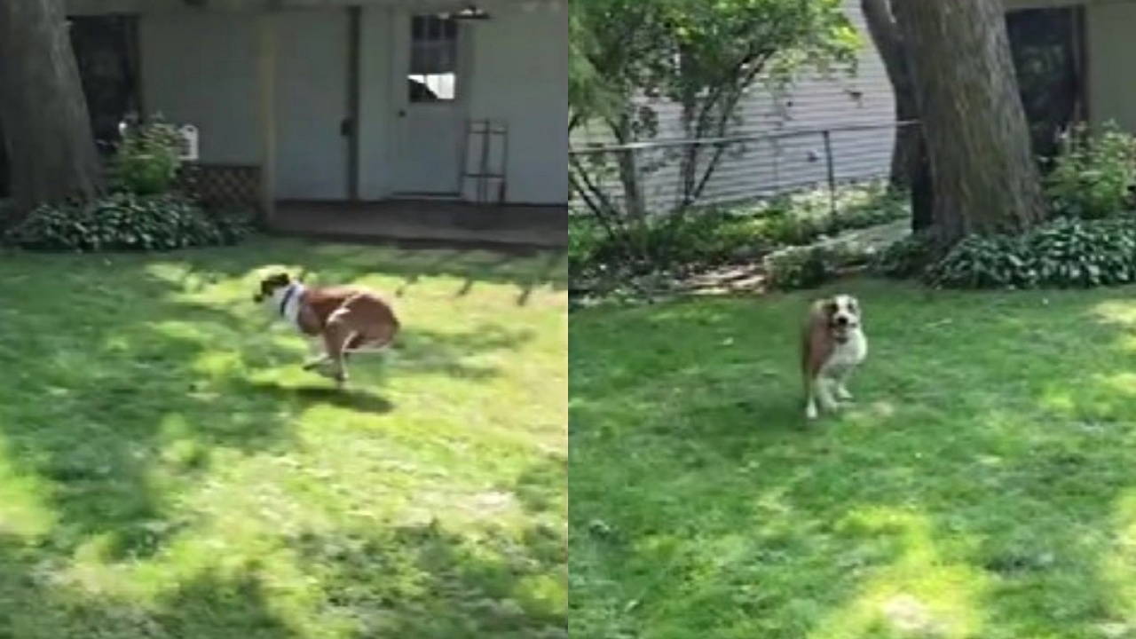 cane adottato e giardino dei suoi sogni