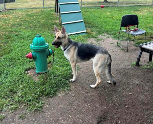 Il cane è rimasto in auto da solo e il caldo aumenta, così inizia a suonare il clacson per allertare la polizia