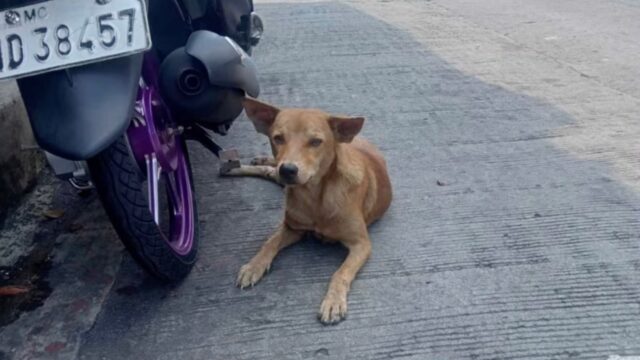 Il cane è stato investito due volte, ma nessuno si è fermato per prendersi cura di lui – Video