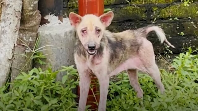 Il cane magro e senza pelo, salvato dopo due lunghe settimane, ora si è trasformato – Video