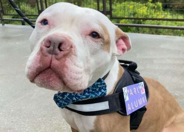 Il cane più triste del canile cambia completamente atteggiamento quando una donna speciale entra nella sua vita