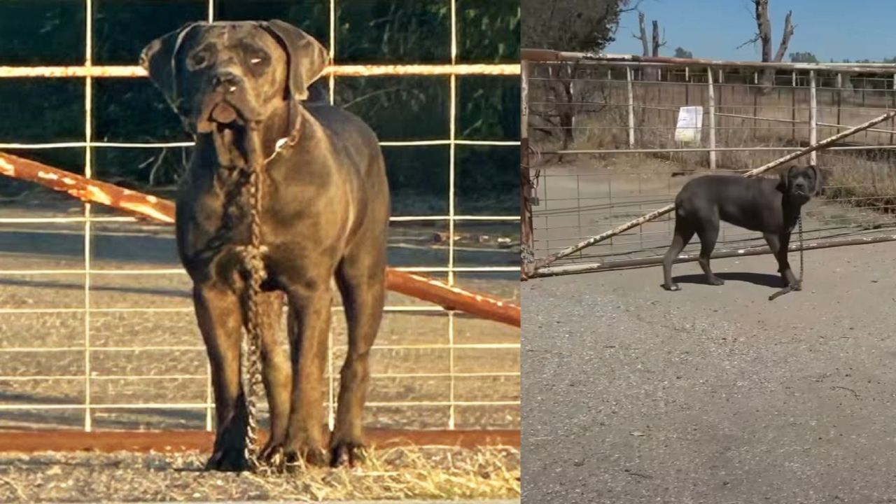 Cane abbandonato privo di occhi