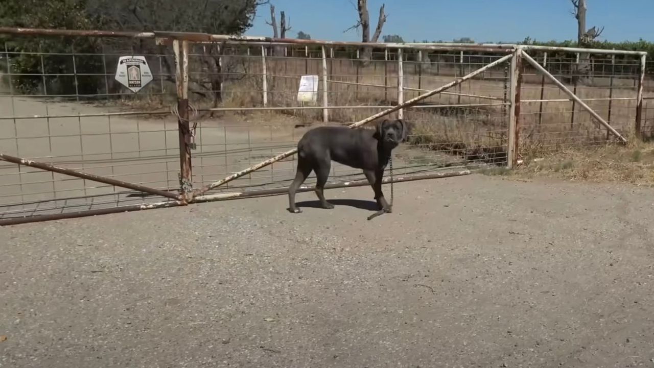 Cane dal pelo scuro