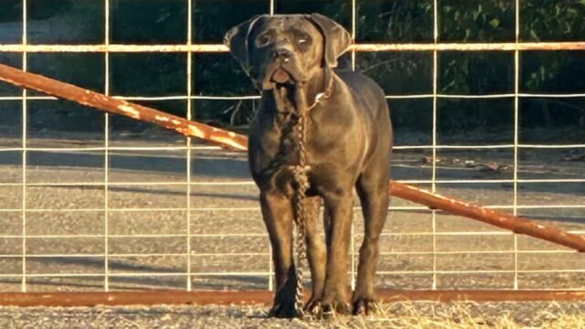 La cagnolina senza più gli occhi è stata abbandonata sul bordo della strada: nessuno voleva aiutarla – Video