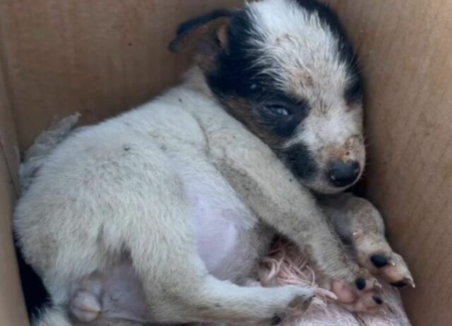 Il cucciolo di cane non smetteva di piangere dopo essere stato affidato incoscientemente a dei bambini