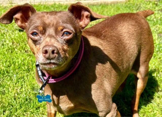 Il cucciolo di cane sovrappeso che riusciva a malapena a muoversi è riuscito a conquistare tutti con la sua personalità