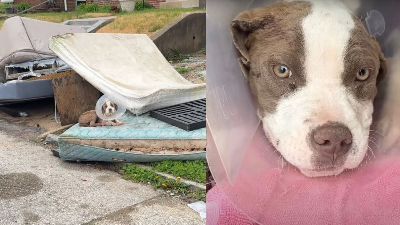 Cane con collare elisabettiano in terribili condizioni