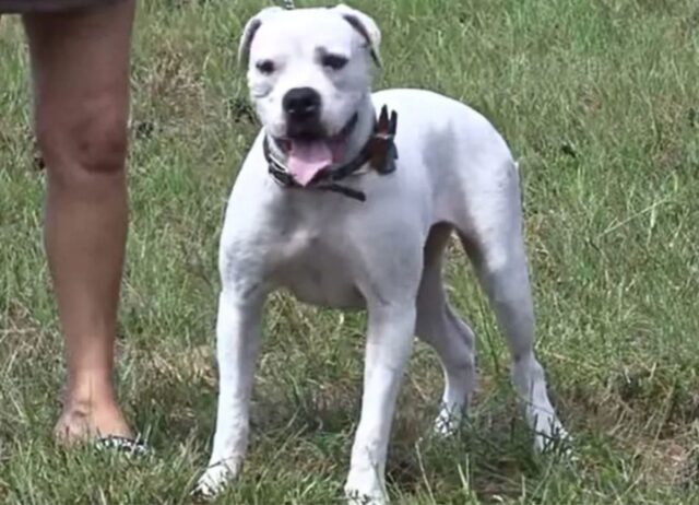 Il povero cane è stato gettato via in mezzo a una palude da un proprietario che non l’ha mai amato