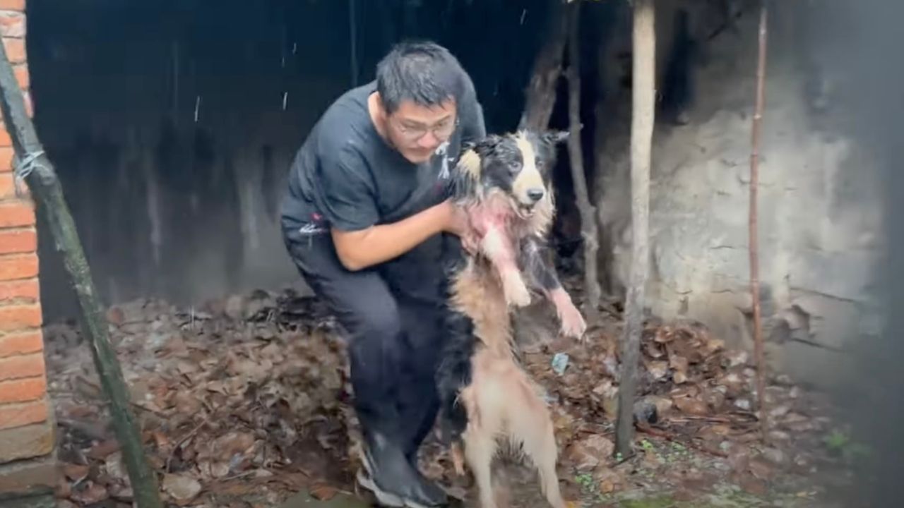 Uomo aiuta cane in difficoltà