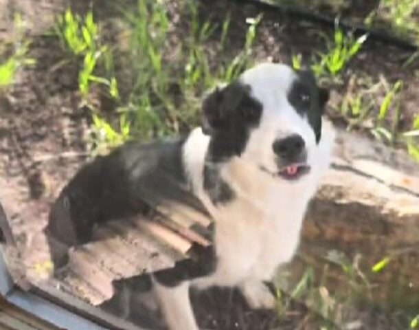 La donna condivide il modo in cui si sveglia: il cane è un concentrato di tenerezza e tutti si sciolgono