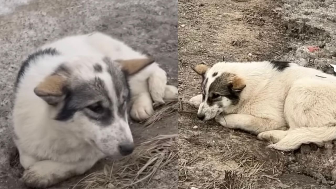 Cagnolina reduce da abbandono