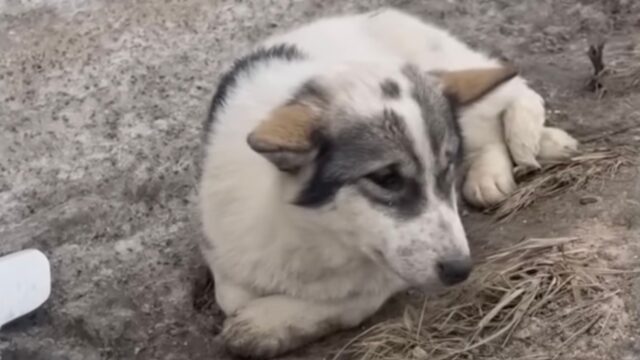 La povera cagnolina guardava in lacrime ogni macchina che passava, dopo essere stata abbandonata – Video