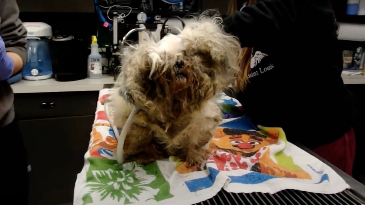 Cagnolina in un centro per le emergenze