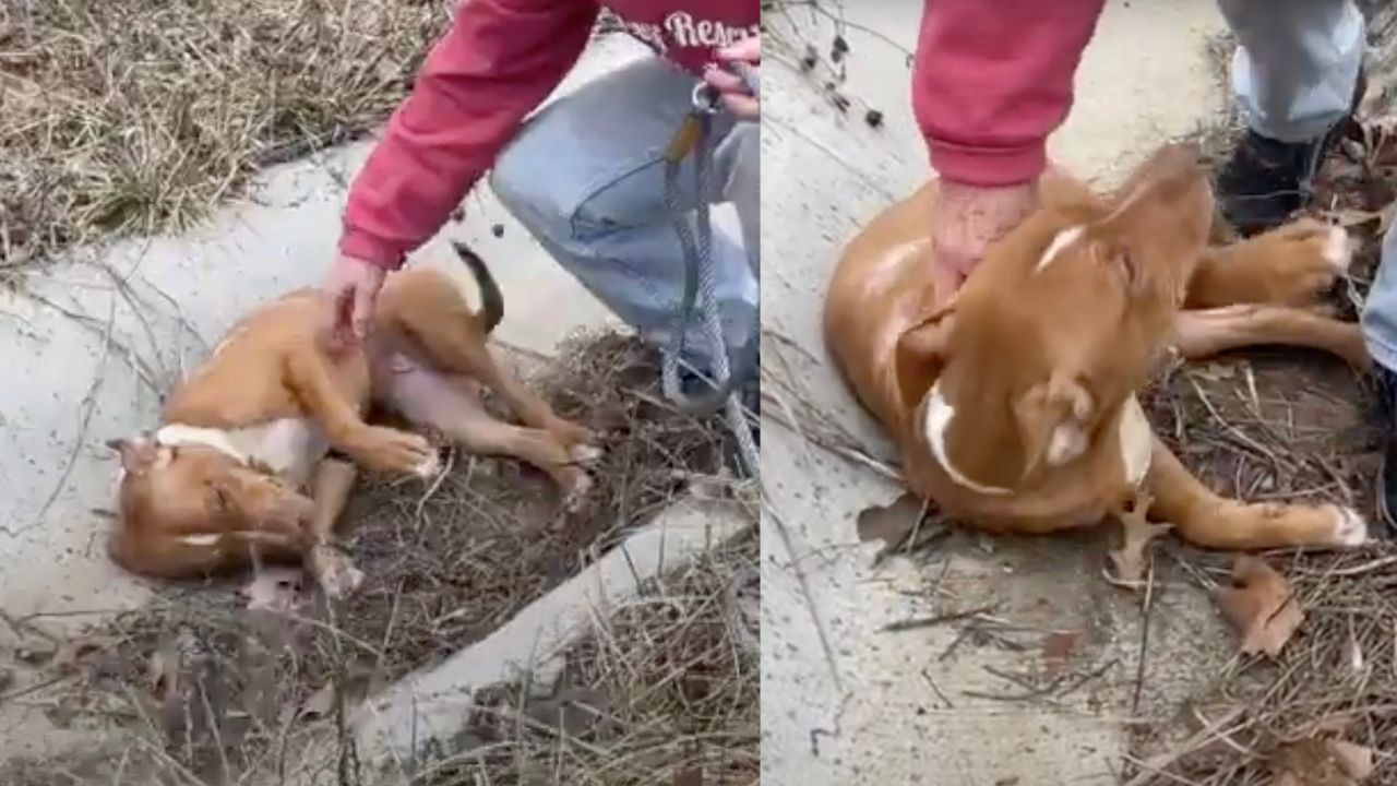 Uomo interviene per salvare cagnolina randagia