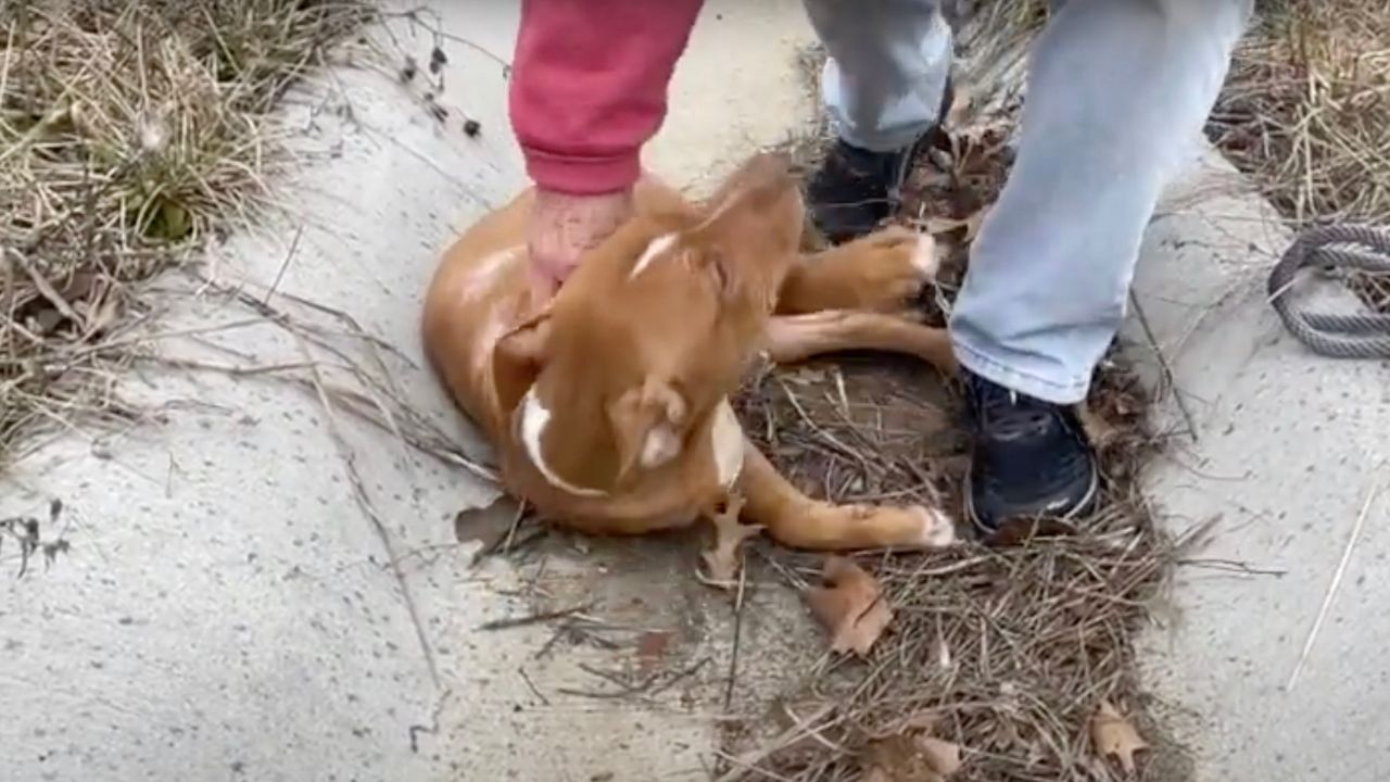 Cagnolina randagia riceve coccole