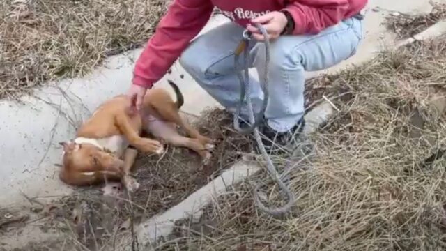 L’hanno trovata vicino a un fosso: la cagnolina non riusciva neanche più a reagire – Video