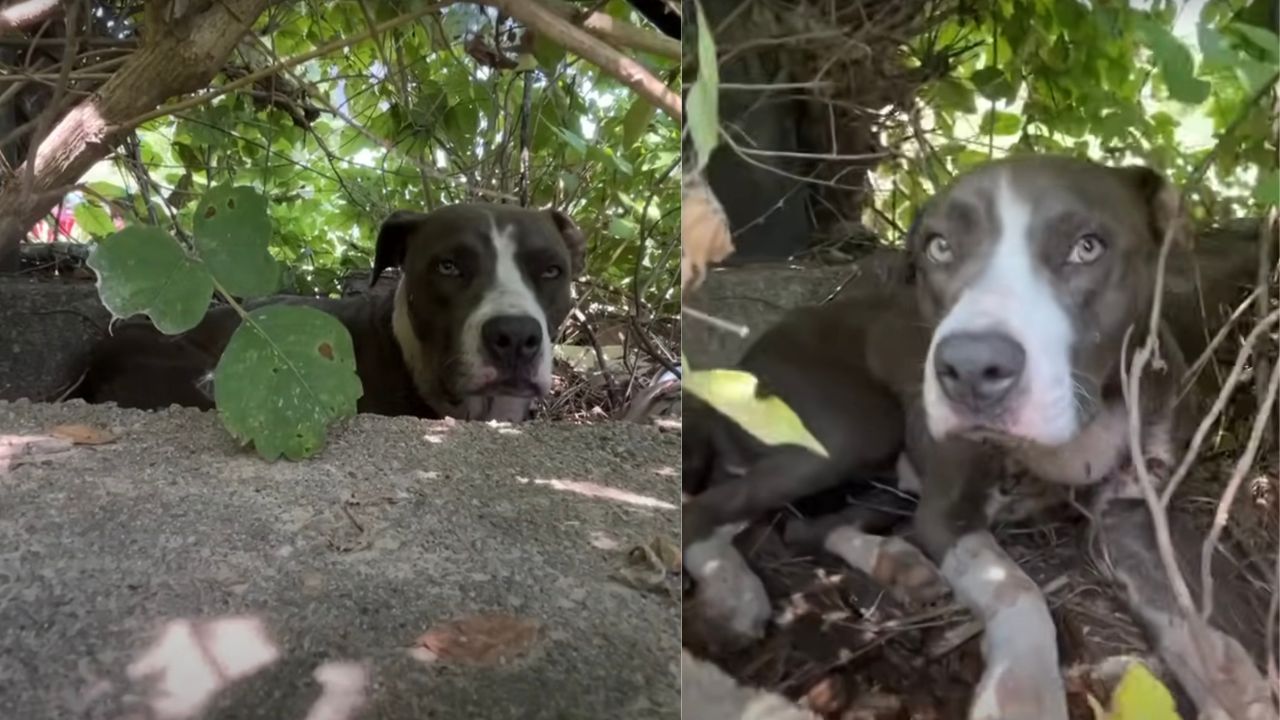 Cane vittima di abusi spaventato