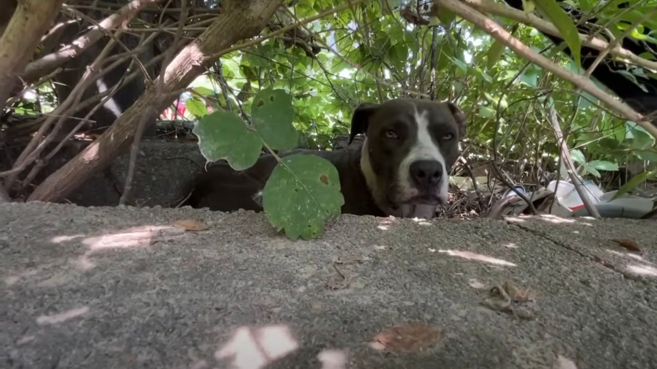 Cane impaurito