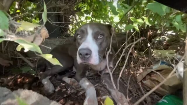 Lo hanno trovato con un filo avvolto al collo: il cane era ormai stanco e dolorante – Video