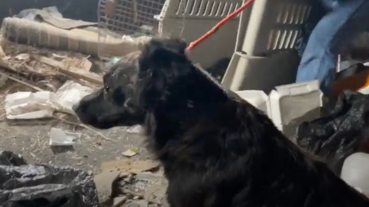 Mamma cane di pelo nero