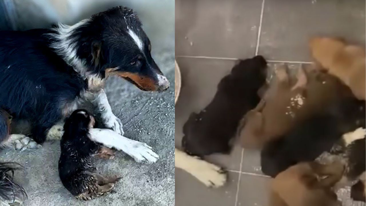 Mamma cane e i suoi piccoli