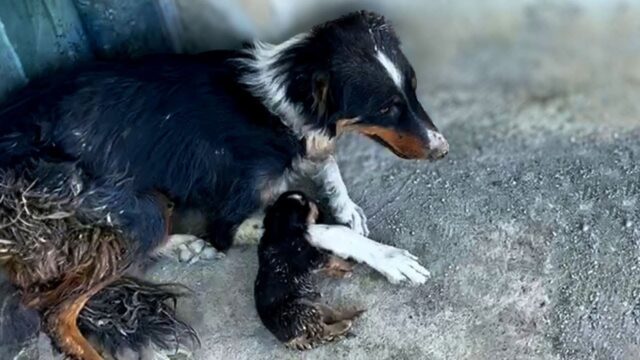 Mamma cane guardava ormai impotente i suoi poveri cuccioli, stremati dalla fame – Video