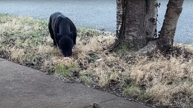 Mamma cane prova a difendere i suoi cuccioli dai soccorritori, ma tutto cambia quando capisce di essere al sicuro – Video