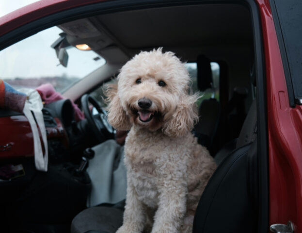 Non basta lasciare il finestrino aperto: questo è quello che succede al cane in macchina