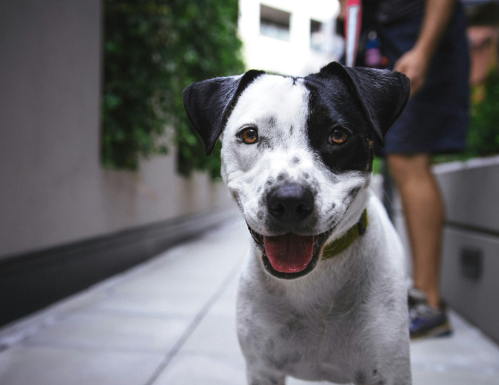 Cane guarda avanti