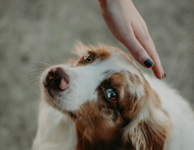 Non sottovalutiamo i segnali: il nostro cane può sentire se per caso siamo in pericolo