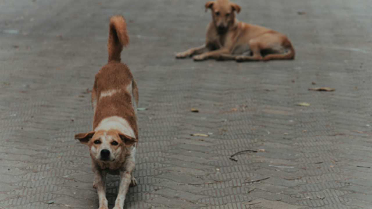 Cane si stiracchia