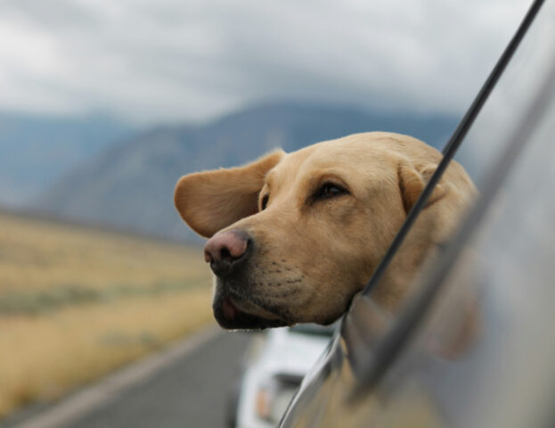 Per quanto tempo possiamo tenere il cane nel trasportino (anche in viaggio)?