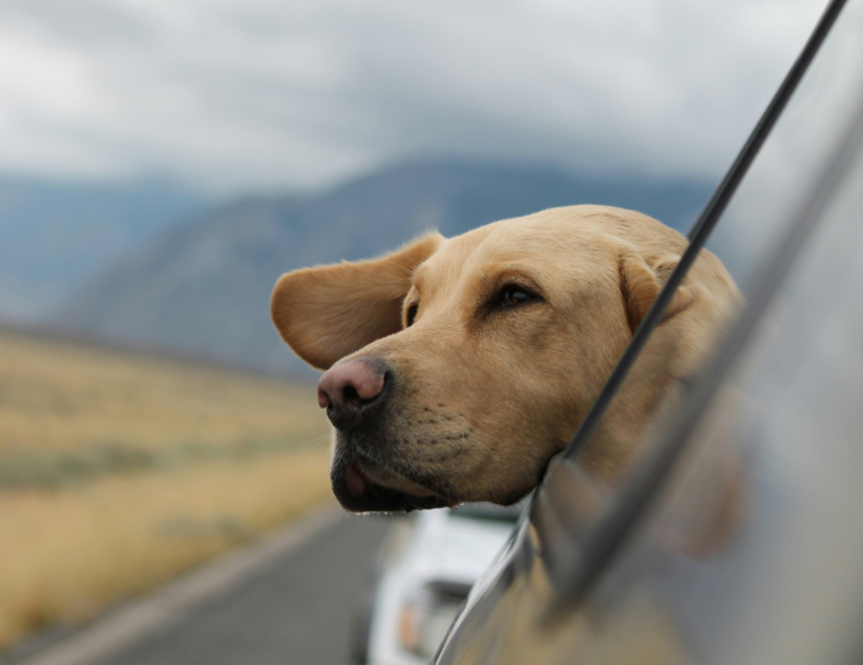 Cane guarda fuori