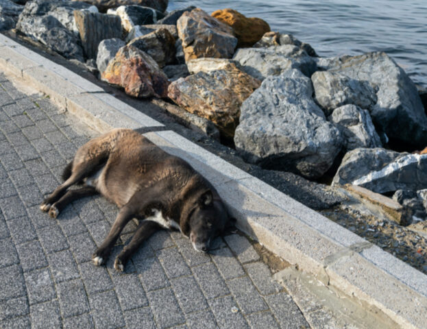 Queste sono le cose che devi assolutamente fare se trovi un cane smarrito o abbandonato