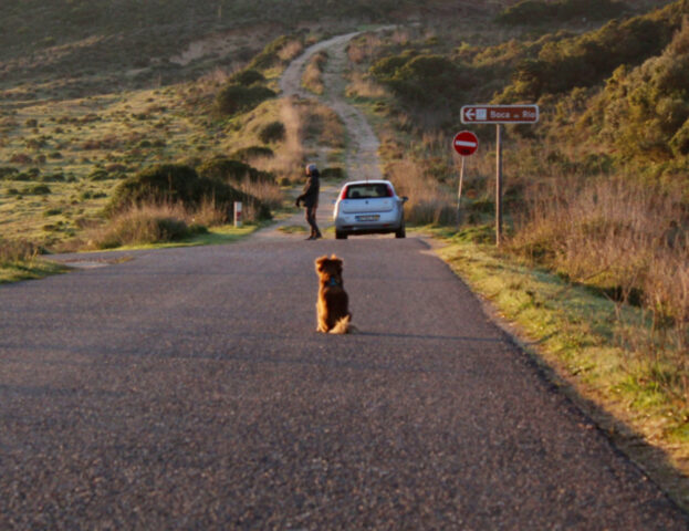 Queste sono le cose che devi fare se vedi un cane legato in autostrada