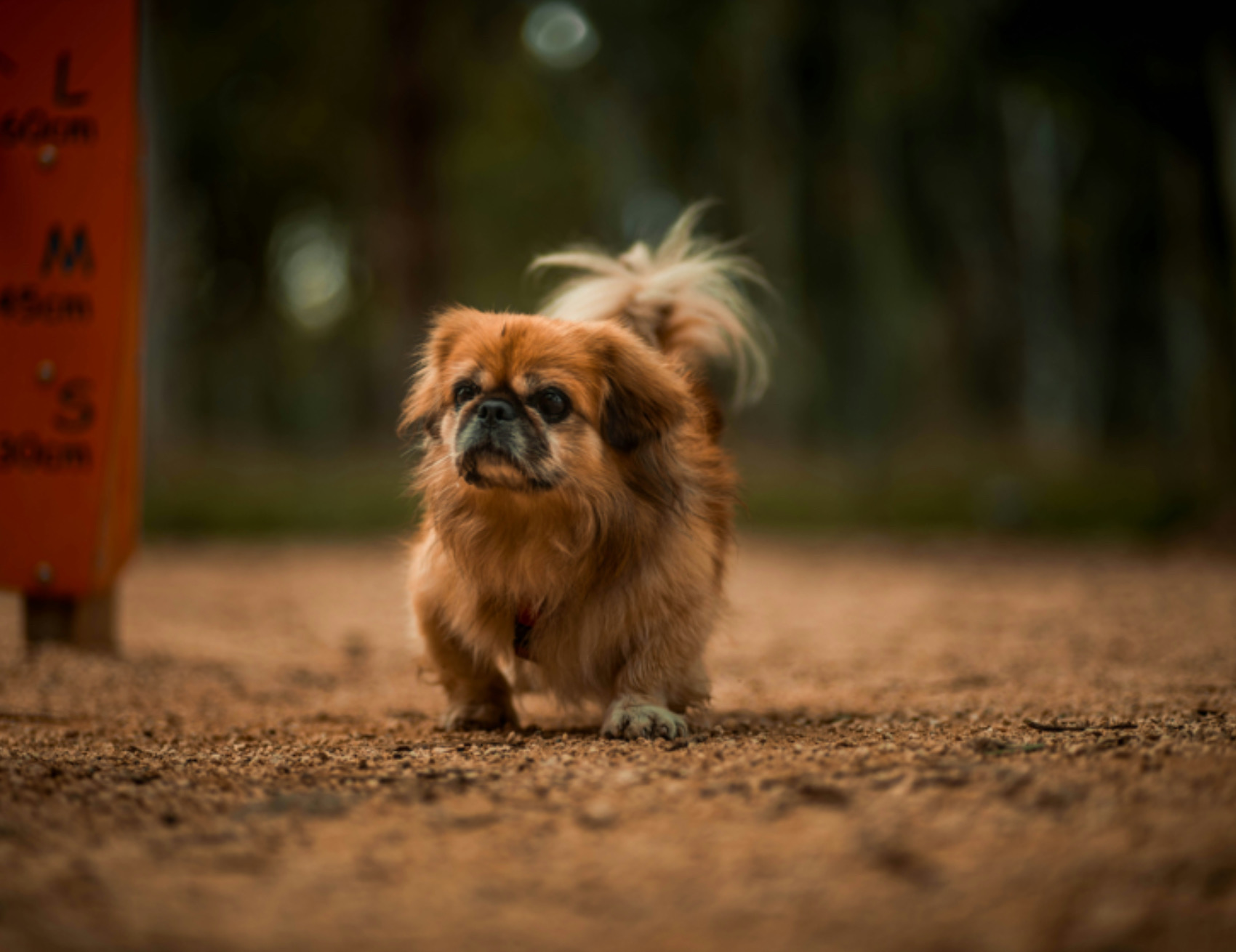 Cane guarda avanti