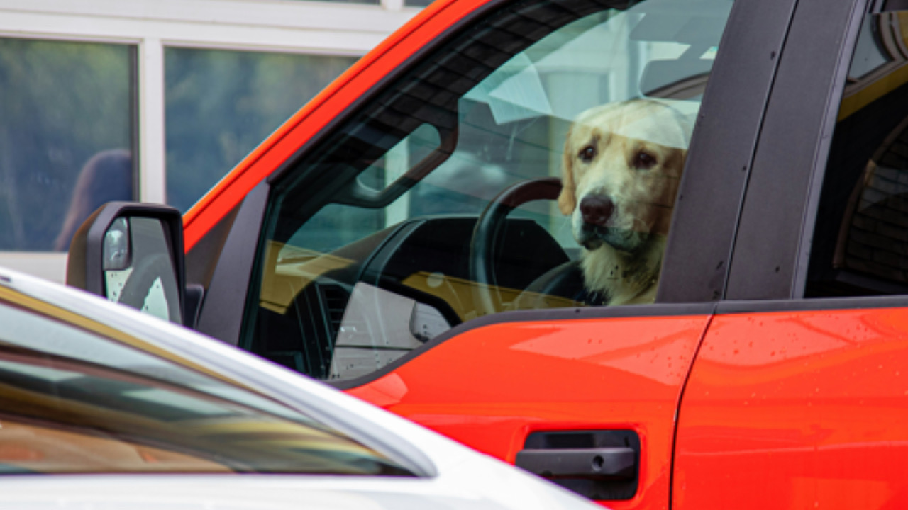 Cane guarda a lato