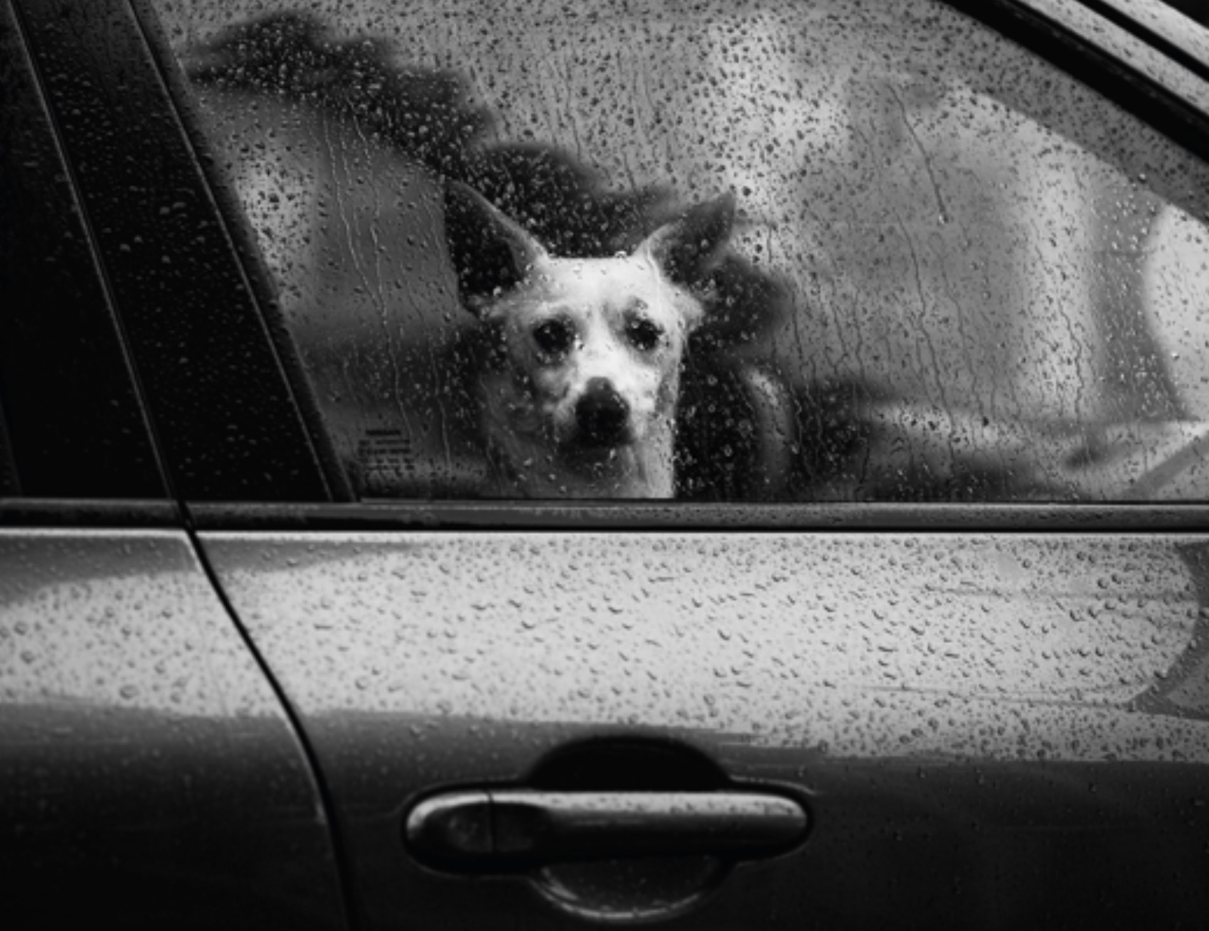 Cane guarda dal finestrino