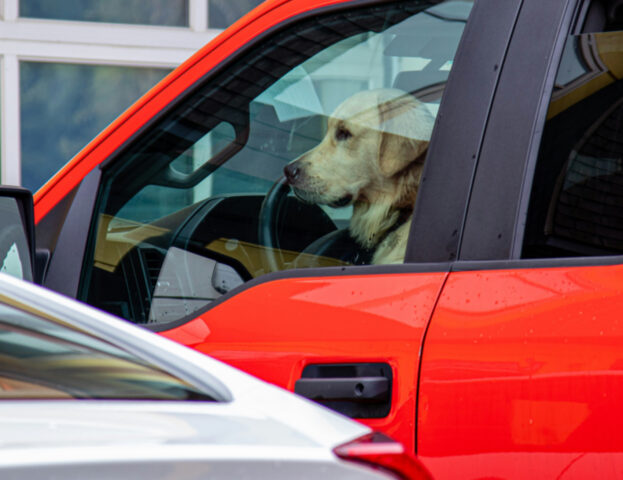 Questo è quello che devi fare se vedi un cane chiuso in macchina