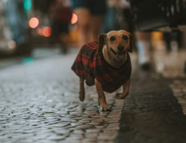 Se il tuo cane ha questi sintomi forse ha l’ADHD