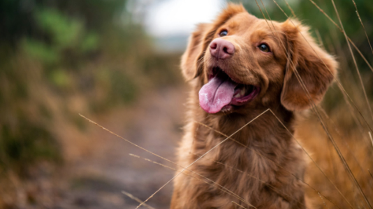 Cane guarda in alto